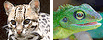 Animals & Wildlife images, school presentation