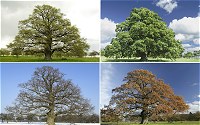 An oak tree through the seasons: spring, summer, autumn and winter (clockwise from top-left).