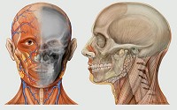 Human Head - Head anatomy anterior view with AP skull radiograph [on left].