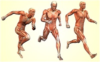 The human body has more than 600 muscles, which make up half of it's weight.