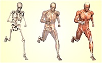 The human body has 206 bones.