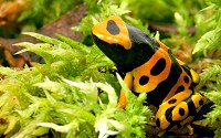 Poison dart frogs are native to Central and South America.