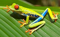 Red-eyed tree frogs have bold red eyes with vertically narrowed noses, a vibrant green body with yellow and blue striped sides, and orange toes.