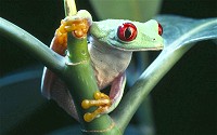 Red-eyed tree frogs have bold red eyes with vertically narrowed noses, a vibrant green body with yellow and blue striped sides, and orange toes.