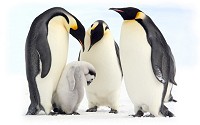 Emperor penguins are the largest of all the penguins, found exclusively in Antarctica.