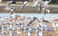 Seagulls are medium-sized birds, usually grey or white, that congregate in large flocks near coastal areas.