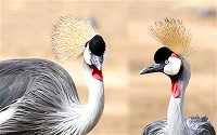 Grey Crowned Cranes are magnificent birds of the crane family that inhabit savannah regions of Africa.