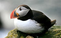 Puffins are sea birds with large brightly colored beaks and comical looks.