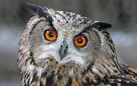 Owls are solitary and nocturnal birds of prey that hunt mostly small mammals, insects, and other birds.