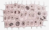 General view of cells in the growing root-tip of the onion, from a longitudinal section, enlarged 800X.