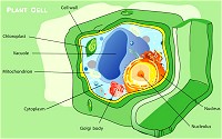Structure of a typical plant cell.