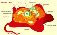 Structure of a typical animal cell.