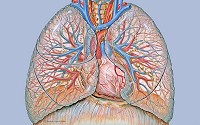 Human Heart and Lungs - Anatomy of the central chest and heart area showing the lungs with pulmonary arteries and veins.