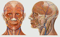 Head Anatomy - Anterior and lateral views of the human head showing arteries, veins, nerves and superficial details.