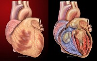 Human Heart - Anterior views of normal human heart showing external anatomy and internal structures (ventricles, valves).