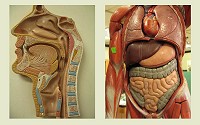 Model of Human Digestive System.