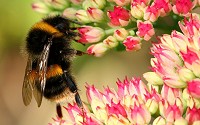 Bees are flying insects found on every continent except Antarctica, in every habitat on the planet that contains insect-pollinated flowering plants.