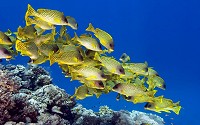 Coral reef fishes are one of the most colorful and diverse groups of animals in the ocean.