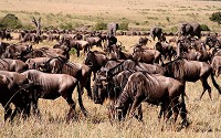African Wildebeest are found in large numbers in the plains and acacia savannas of eastern Africa.