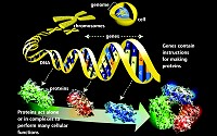 Chromosomes contain many genes which are specific sequences of bases that encode instructions on how to make proteins.