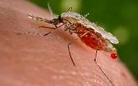 Mosquito obtaining a blood meal from a human host through its pointed proboscis.