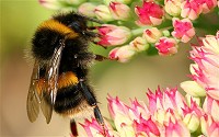 Bees are flying insects found on every continent except Antarctica, in every habitat on the planet that contains insect-pollinated flowering plants.