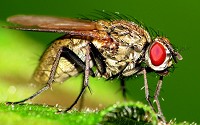 Housefly is the most common of all domestic flies, and one of the most widely distributed insects, found all over the world.