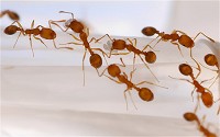 Ants are social insects that evolved from wasp-like ancestors between 110 and 130 million years ago.