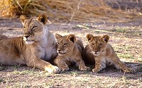 An African lioness with her cubs.