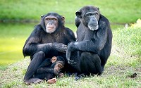 A chimpanzee family.