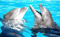 Dolphins are marine mammals that are closely related to whales.