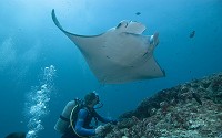 Manta Ray is the largest species of the rays - flat-bodied, shark-like cartilaginous marine fish.