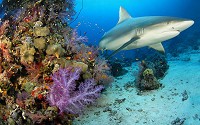 Coral Reefs are found in tropical waters and support a great variety of animal and plant life.