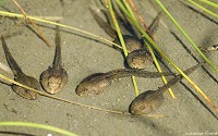 Tadpoles of the Common Toad (Bufo bufo).