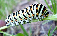Caterpillars are the larval form of the insect order comprising butterflies and moths.
