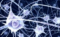 An illustration of a network of nerve cells (neurons) in the brain.