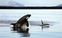Orca (Killer whale) breaching at Glacier Bay, Alaska.