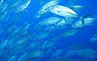 Bigeye trevally is a species of widespread large marine fish found throughout the tropical waters of the Indian and Pacific Oceans.
