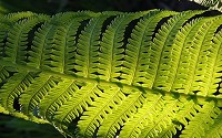 Ferns are a very ancient family of plants, dating back 360 million years.