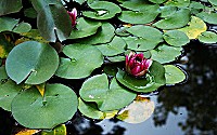 Water lilies are aquatic plants that grow in ponds.