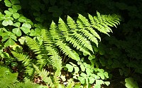 Photosynthesis occurs mainly within the leaves.