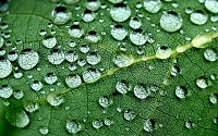 Leaf is a plant organ specialized for photosynthesis.