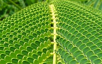 Leaves get their green color from the chlorophyll molecules in the chloroplasts.