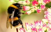 A bumblebee collects nectar, while pollen collects on its body.