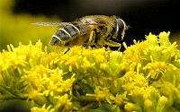 A carpenter bee in the act of pollination.