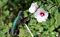 Birds, especially hummingbirds, have good eyes and seem to be especially attracted to red.