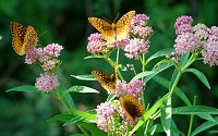 Butterflies have good vision but a weak sense of smell.