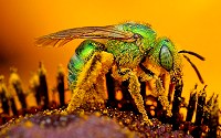 A green sweat bee covered in pollen as it seeks out nectar.