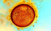 The human egg (ovum) is much larger than the sperm and is surrounded by protective cumulus cells around the outside surface (yellow).