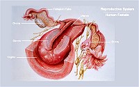 Anatomy of the human female reproductive system.